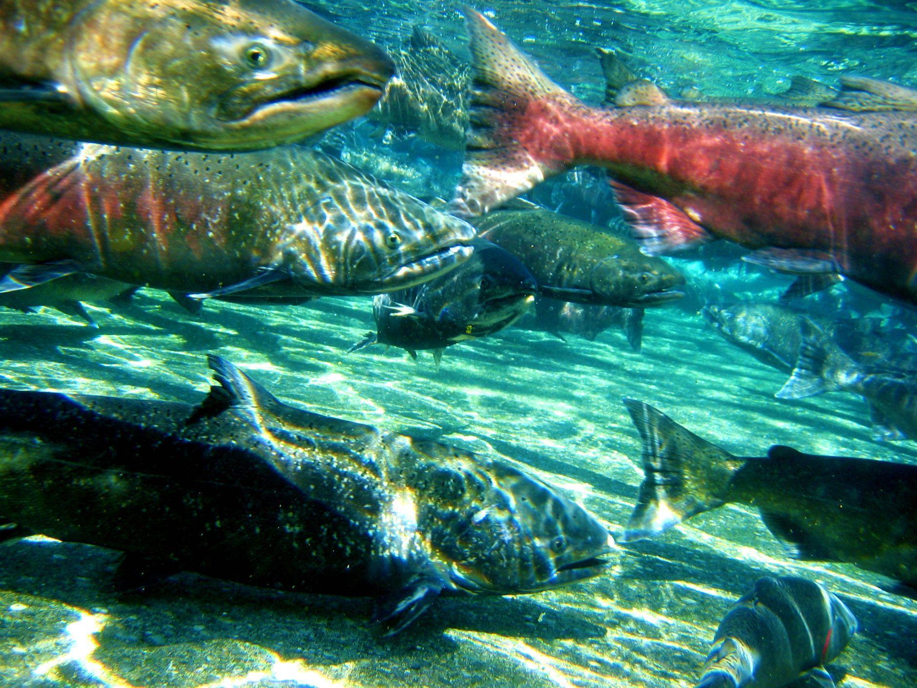 Sockeye salmon